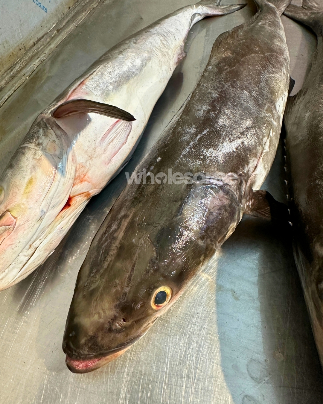 Fresh Cobia (Sangra) fish close-up showing head and body texture with multiple fish in background at Karachi Fish Harbour by Wholesome Seafood.