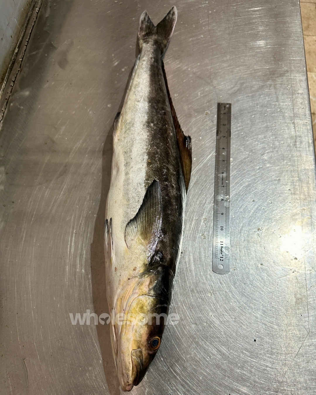 Whole Cobia (Sangra) fish displayed with measuring scale showing size and length at Karachi Fish Harbour for Wholesome Seafood.