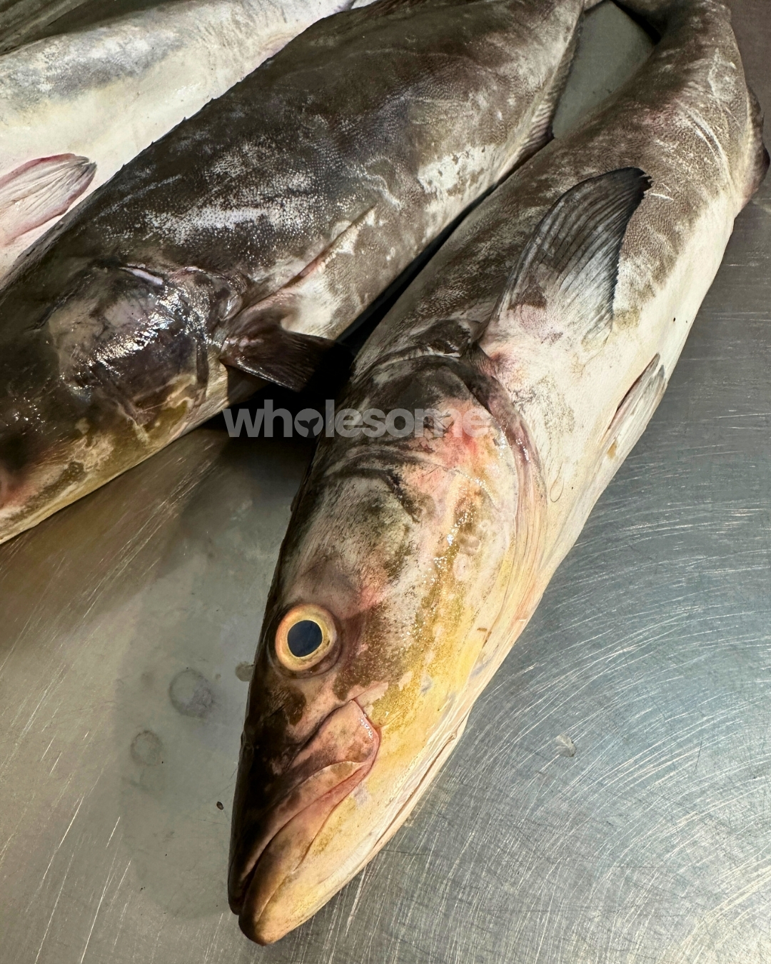 Fresh Cobia (Sangra) fish pair showing natural skin pattern and freshness from Karachi Fish Harbour available at Wholesome Seafood.