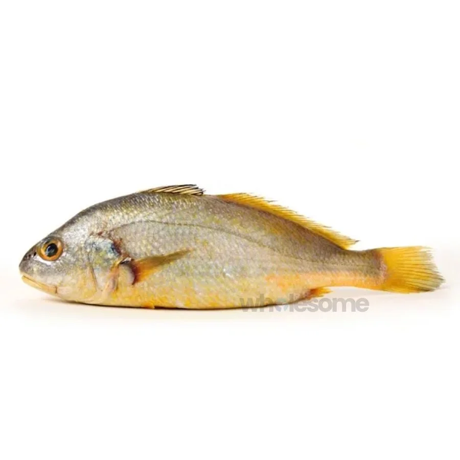 Fresh Bengal Crovina Goli Mushka Fish – Thick White Meat – Online Delivery in Karachi, Lahore & Pakistan – Wholesome Seafood
