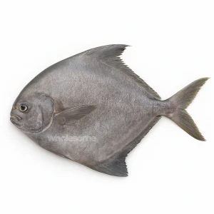 Buy Fresh Black Pomfret (Kala Paplet) Online – Kala Paplet Fish – Wholesome Seafood Pakistan