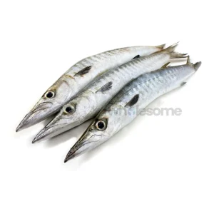 Fresh Blackfin Barracuda Kala Kund Fish – Whole or Cleaned – Online Delivery in Pakistan – Wholesome Seafood