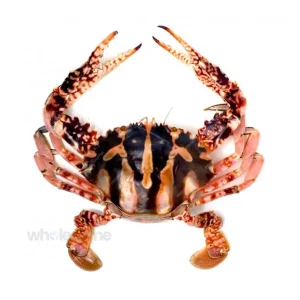 Fresh Crucifix Crab Whole – Online Delivery in Karachi, Lahore, Other Cities – Wholesome Seafood