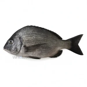 Fresh Goldsilk Bream Kala Dandia Fish – Soft White Meat – Online Seafood Delivery Pakistan – Wholesome Seafood