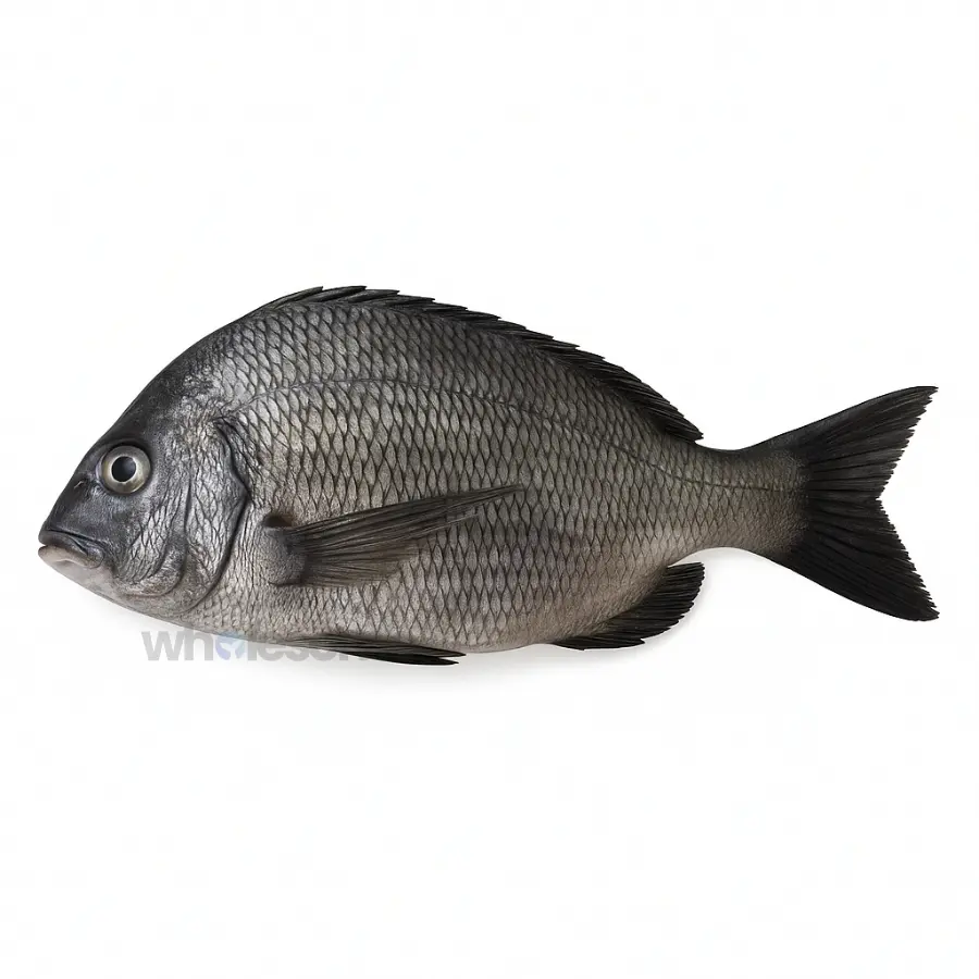 Fresh Goldsilk Bream Kala Dandia Fish – Soft White Meat – Online Seafood Delivery Pakistan – Wholesome Seafood