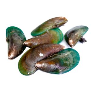 Fresh Green Mussels Whole in Shell – Online Delivery in Karachi, Lahore, Other Cities – Wholesome Seafood