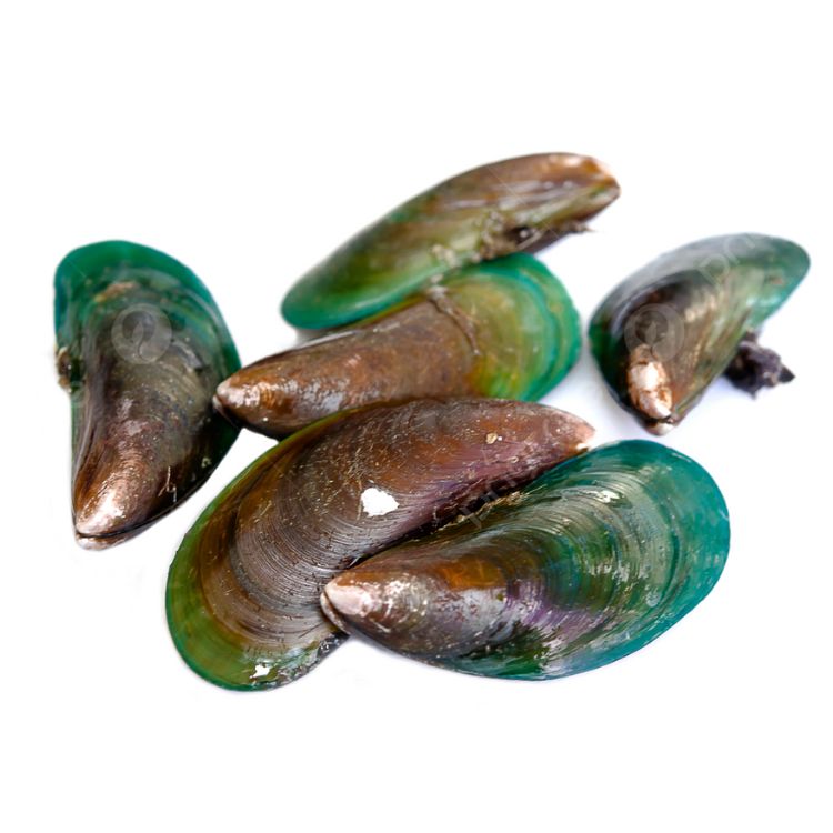 Fresh Green Mussels Whole in Shell – Online Delivery in Karachi, Lahore, Other Cities – Wholesome Seafood