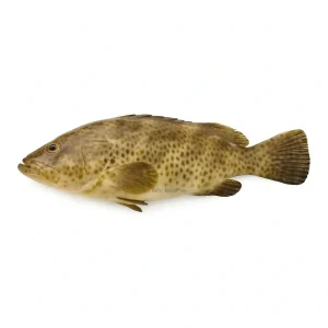 Buy Fresh Hamour (Gissar) Online – Gissar Fish – Wholesome Seafood Pakistan