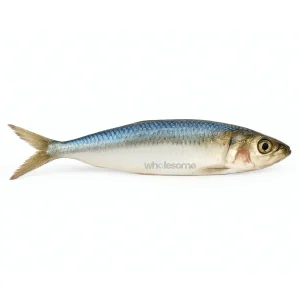 Fresh Sardine Luar – High Nutrient Oily Fish – Online Delivery in Pakistan – Wholesome Seafood