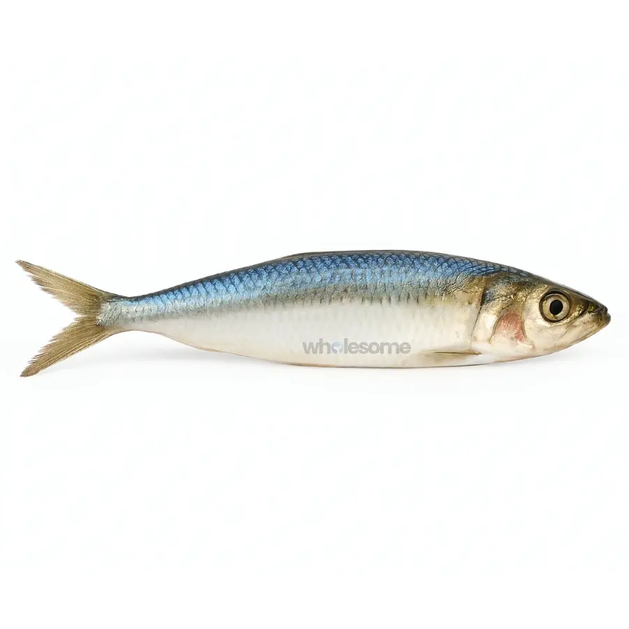 Fresh Sardine Luar – High Nutrient Oily Fish – Online Delivery in Pakistan – Wholesome Seafood