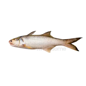 Fresh Indian Salmon Rawans Whole Fish - Online Delivery in Karachi & Lahore - Wholesome Seafood