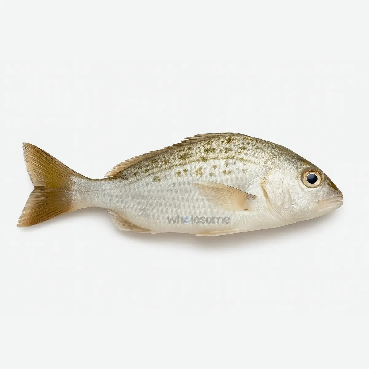 Fresh Javelin Grunter (Dhotar) Fish – Mild White Meat – Online Delivery in Karachi, Lahore & Pakistan – Wholesome Seafood