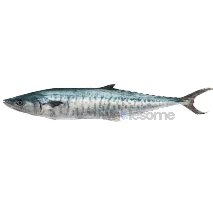 Fresh Kingfish Surmai Whole and Cleaned – Online Delivery in Karachi, Lahore, Other Cities – Wholesome Seafood
