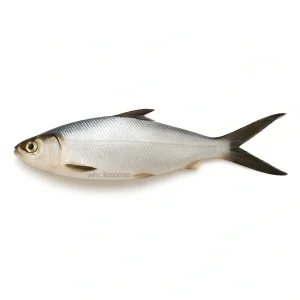 Fresh Milkfish Sulemani – Silvery White Fish – Online Delivery in Pakistan – Wholesome Seafood
