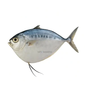 Fresh Moonfish Chandni – Flat Export-Grade Fish – Online Delivery in Karachi & Lahore – Wholesome Seafood
