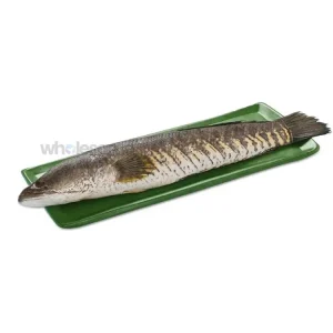 Fresh Murrel River Sole Fish Whole and Cleaned – Online Delivery in Karachi, Lahore, Other Cities – Wholesome Seafood
