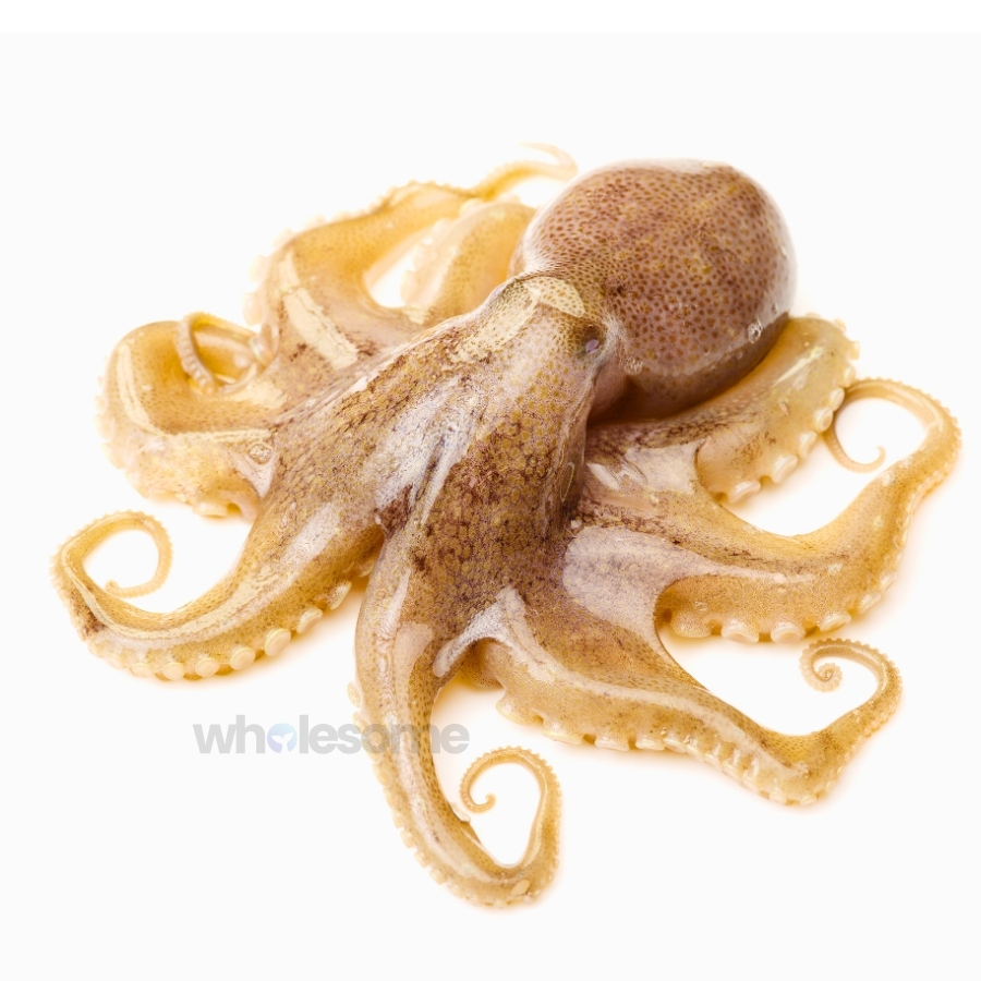 Fresh Octopus Whole and Cleaned – Online Delivery in Karachi, Lahore, Other Cities – Wholesome Seafood