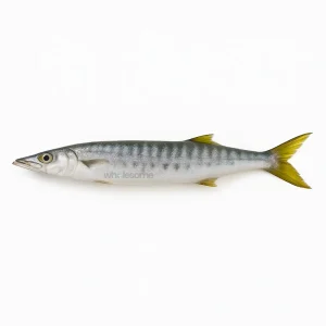 Fresh Pickhandle Barracuda Safaid Kund Fish – Premium White Meat – Online Delivery Pakistan – Wholesome Seafood