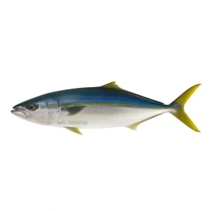 Fresh Rainbow Runner Safi – Sleek White Meat Fish – Online Delivery in Karachi & Pakistan – Wholesome Seafood