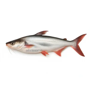 Fresh Sea Catfish Khagga Rinji Shokiar – Boneless White Fish – Online Delivery in Pakistan – Wholesome Seafood