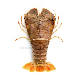 Buy Slipper Lobster Online – Fresh Whole Lobster from Wholesome Seafood