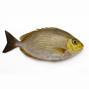 Fresh Streaked Spinefoot Tittar – Boneless Fillet Alternative – Online Delivery in Pakistan – Wholesome Seafood