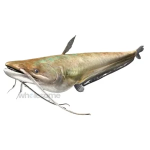 Fresh Wallago Malli Fish Whole and Cleaned – Online Delivery in Karachi, Lahore, Other Cities – Wholesome Seafood