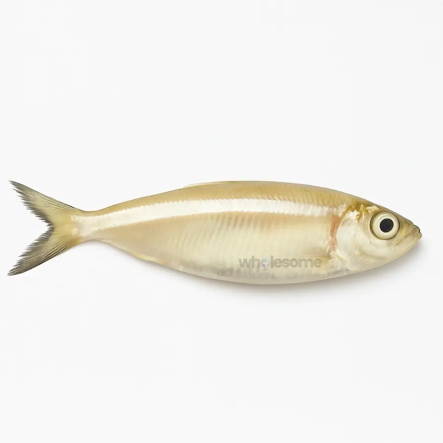 Fresh White Sardine Mithoo – Small Boneless Fish – Online Delivery in Karachi, Lahore & Across Pakistan – Wholesome Seafood