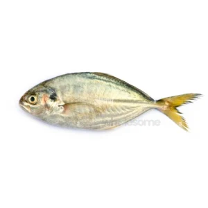 Fresh Shrimp Scad (Bakka) fish – wild-caught sea fish from Karachi, available online at Wholesome Seafood