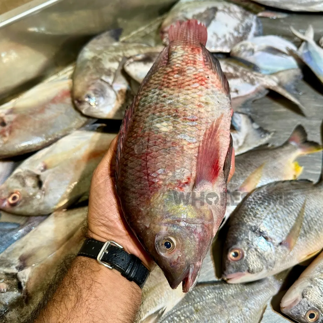 Fresh Tilapia fish bieng processed in Wholesome Seafood Pakistan factory. Online Seafood Delivery