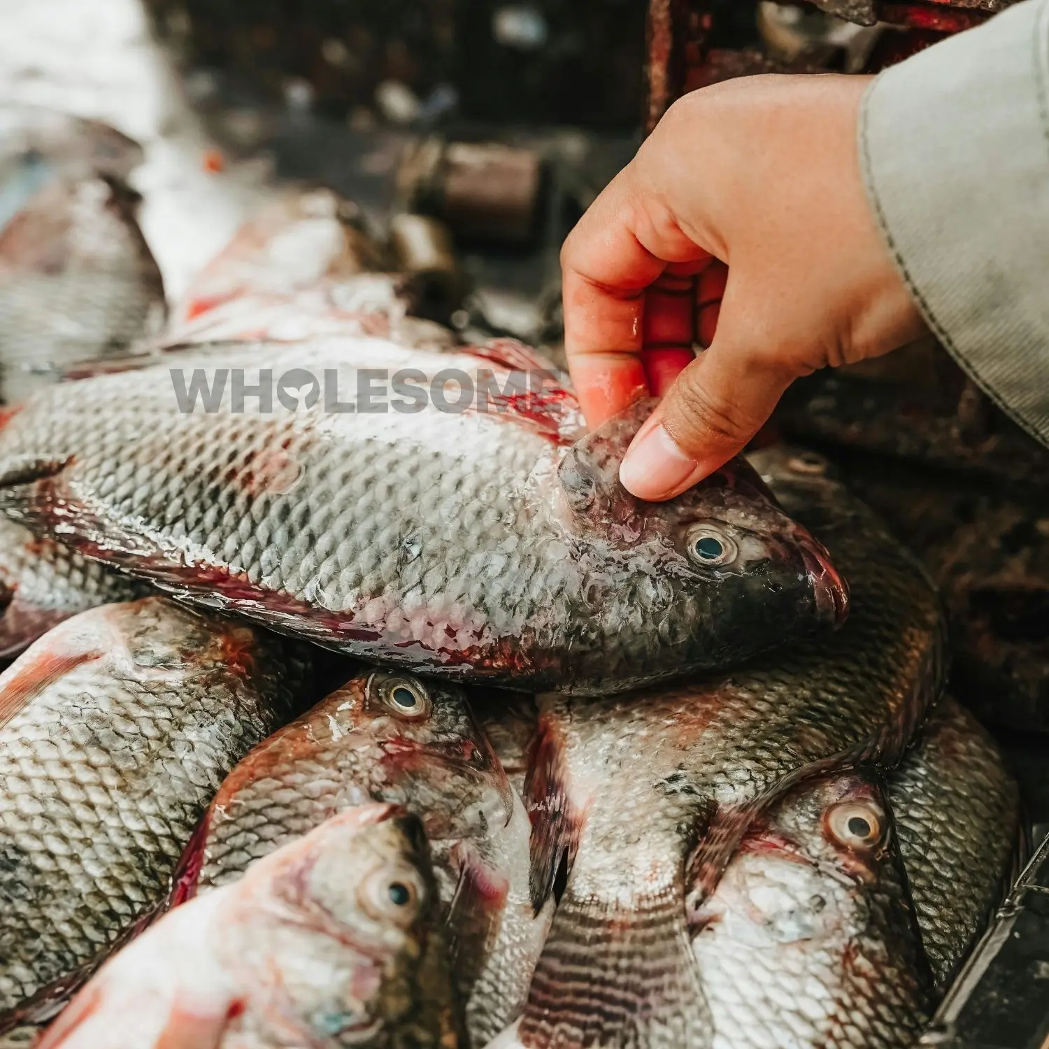 Tilapia (Daiyya/Chirra) - Image 4