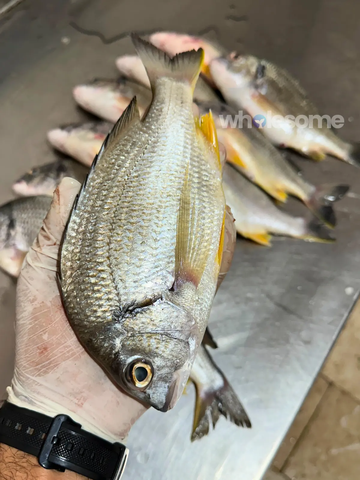 Fresh Yellowfin Seabream (Safaid Dandia) whole fish sourced from Karachi Fish Harbour available for online seafood delivery by Wholesome Seafood.