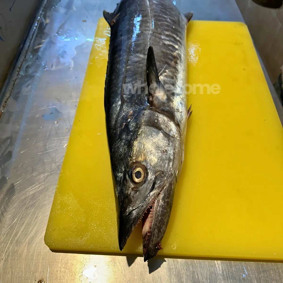 Whole fresh Kingfish (Surmai) from Arabian Sea ready for cleaning