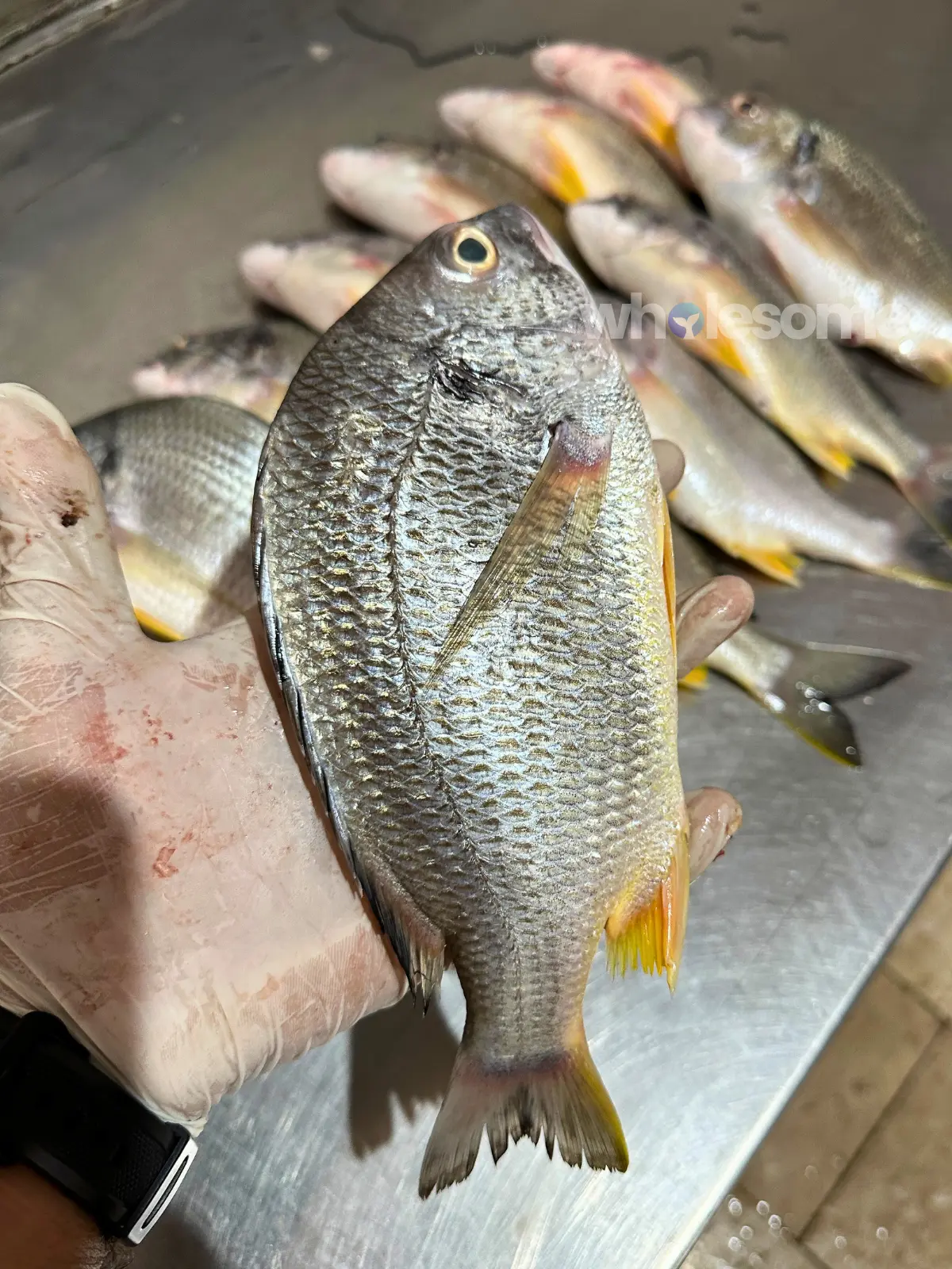 Whole Yellowfin Seabream (Safaid Dandia) fresh catch from the Arabian Sea prepared at Karachi Fish Harbour for delivery by Wholesome Seafood.