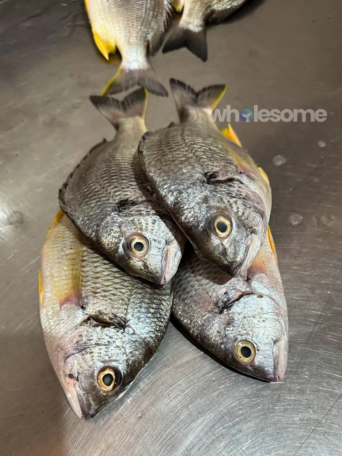 Yellowfin Seabream (Safaid Dandia) fresh fish displayed at Karachi Fish Harbour available for online seafood order and home delivery by Wholesome Seafood.