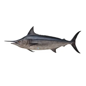 Fresh Black Marlin Qatil Ghora – Large Boneless Meat Fish – Online Delivery in Karachi, Lahore & Pakistan – Wholesome Seafood