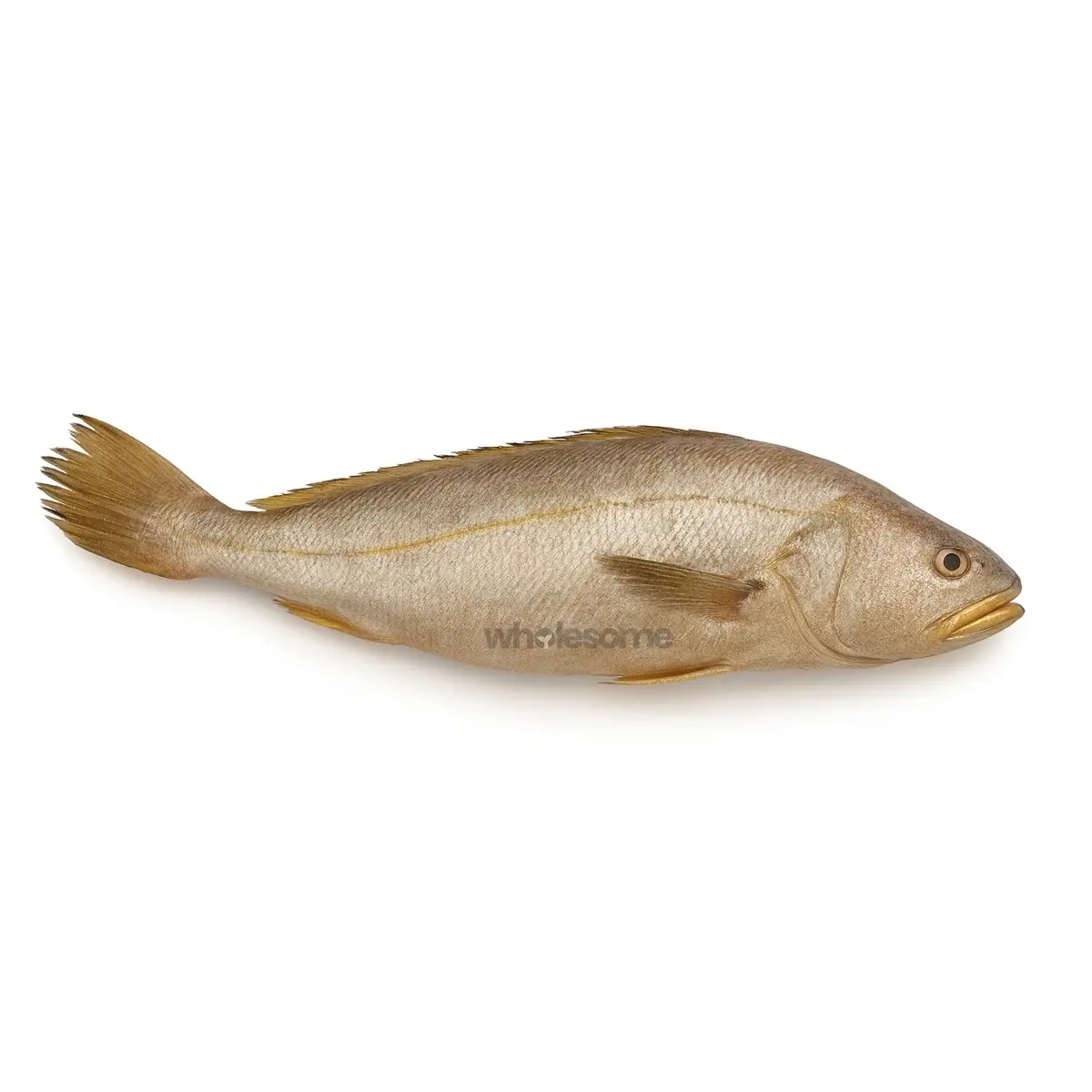 Fresh whole Bronze Croaker fish, raw, available for online delivery.
