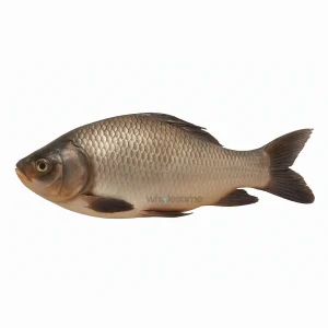 Fresh Catla Thaila Fish – Large-Headed Freshwater Fish – Online Delivery in Karachi, Lahore & Pakistan – Wholesome Seafood