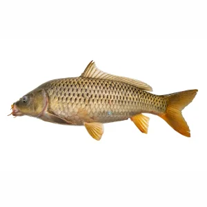 Fresh Common Carp Gulfam – Farmed Freshwater Fish – Online Delivery in Karachi, Lahore & Pakistan – Wholesome Seafood