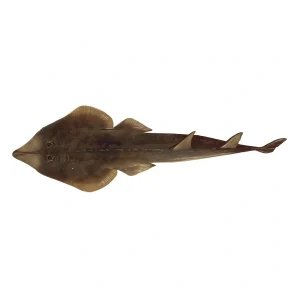 Fresh Guitarfish Sayrol – Rare Flatboned Fish – Online Delivery in Karachi, Lahore & Pakistan – Wholesome Seafood
