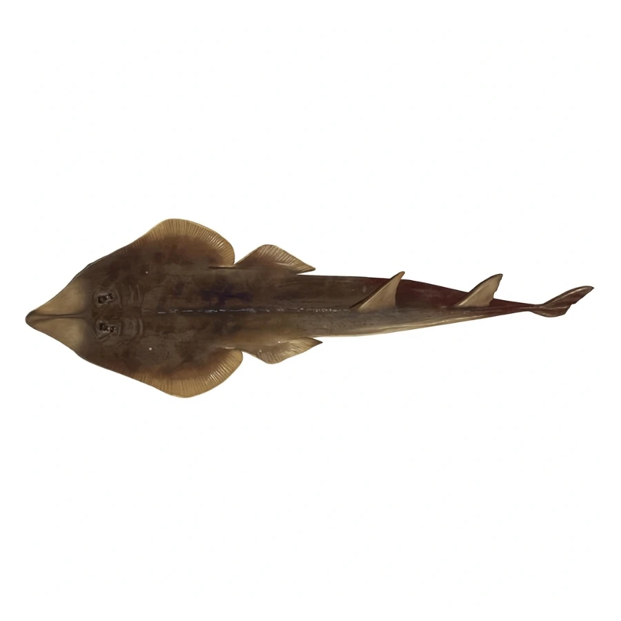 Fresh Guitarfish Sayrol – Rare Flatboned Fish – Online Delivery in Karachi, Lahore & Pakistan – Wholesome Seafood