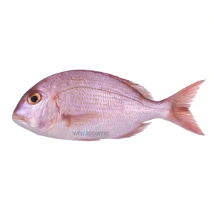 Fresh Frypan Bream (Dand) – Premium Reef Fish – Online Delivery in Karachi, Lahore & Pakistan – Wholesome Seafood