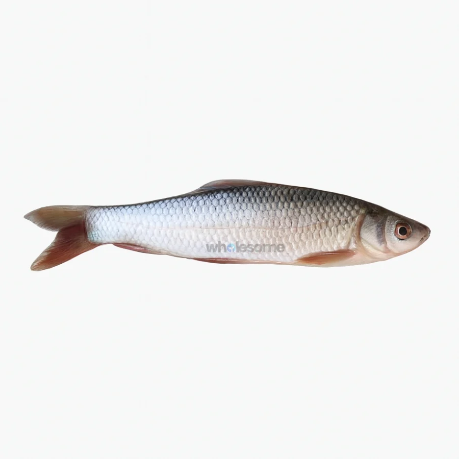 Fresh Mrigal Carp Murathi – Freshwater White Meat Fish – Online Delivery in Karachi, Lahore & Pakistan – Wholesome Seafood