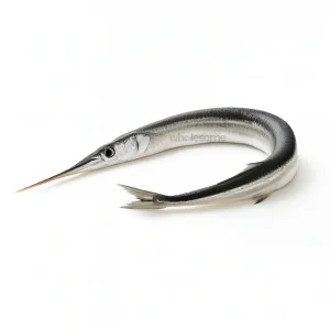Fresh Needlefish Kanghi – Long Slender Silver Fish – Online Seafood Delivery in Pakistan – Wholesome Seafood