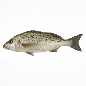 Fresh Smallspotted Grunter Hulari Dhotar – Mild White Meat Fish – Online Delivery in Karachi, Lahore & Pakistan – Wholesome Seafood