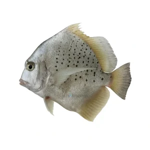 Fresh Spotted Sicklefish Jalebi – Flat Thick-Boned Fish – Online Delivery in Karachi, Lahore & Pakistan – Wholesome Seafood
