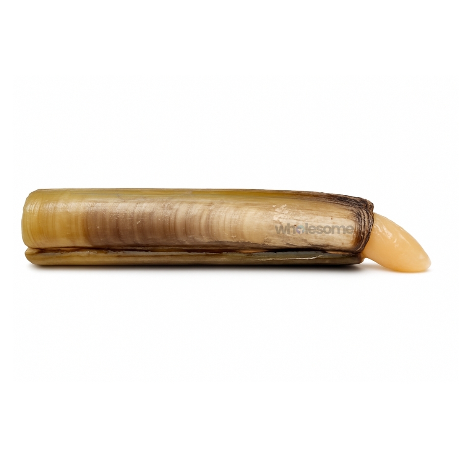 Fresh Razor Shells Solen grandis – Long Shell Clams – Online Delivery in Karachi, Lahore & Pakistan – Wholesome Seafood