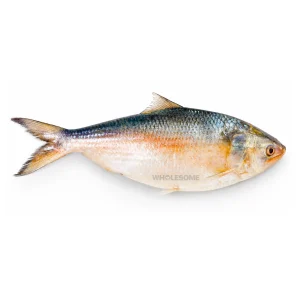 Buy Fresh Palla (Hilsa) Online – Heera Fish – Wholesome Seafood Pakistan